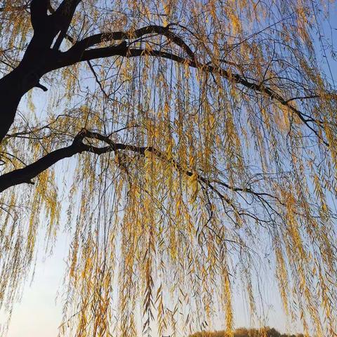 学思并进多践行   知行合一树人格——厦门市思明区小学学科带头人高级研修班赴西安培训活动（五）