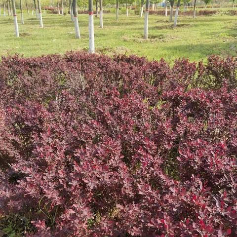 岁月如歌（诗歌）