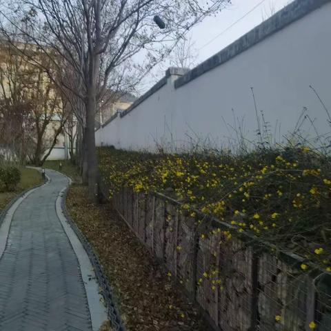 光荣花（诗歌）