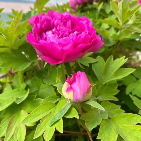 友谊万岁（诗歌）