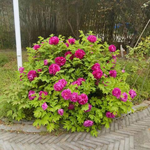 劳动者之歌（诗歌）