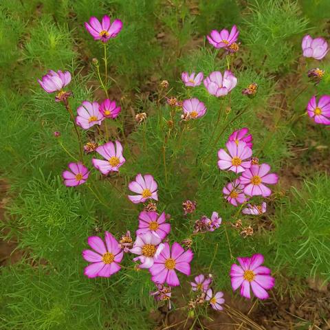 你来了（诗歌）