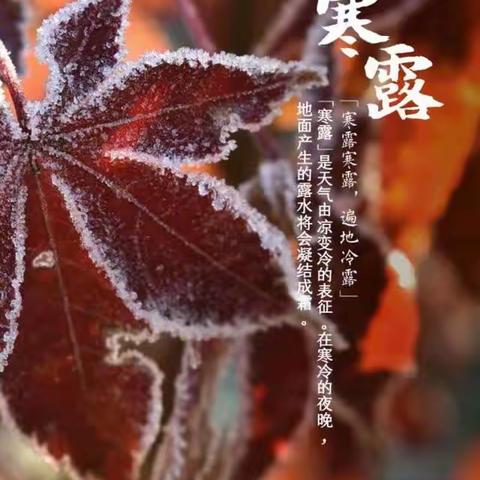 【节气活动】“秋意浓，寒露至”--“寒露”节气主题活动