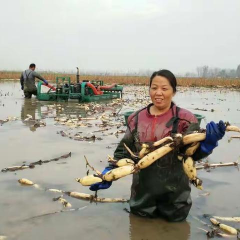 科技助力，莲香莲城。许昌市科协引导莲藕水产科技种养协会服务莲藕产业打造新的增长点。