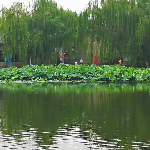 百花洲·夏