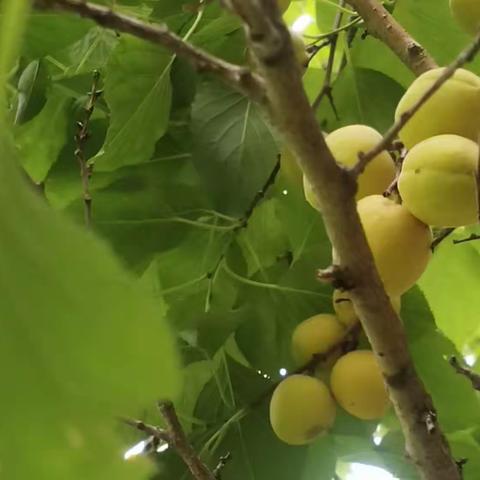 《出林杏子落金盘》