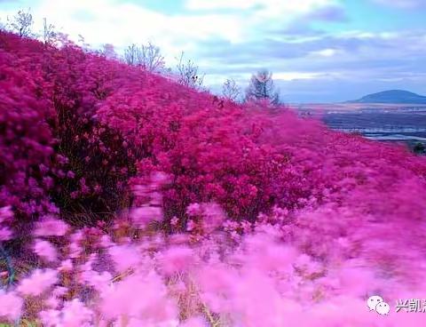 《致微微》 作者/徐健