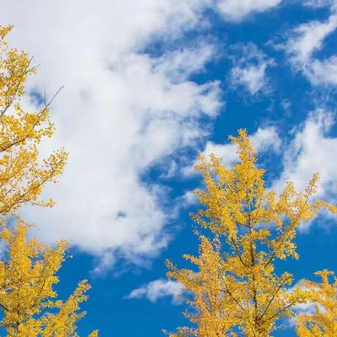 乘风破浪执教路，披荆斩棘见云开