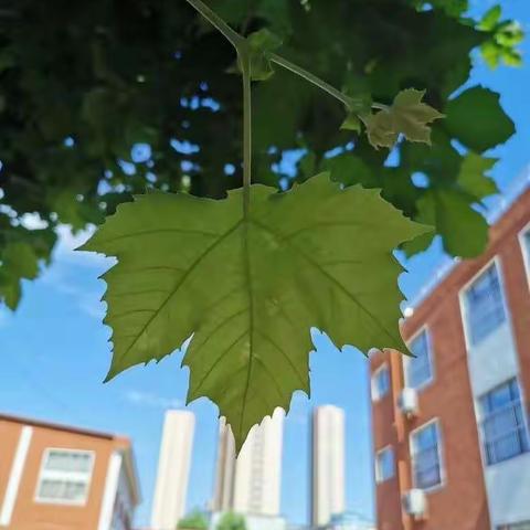 我的小小鸟儿们上三年级了