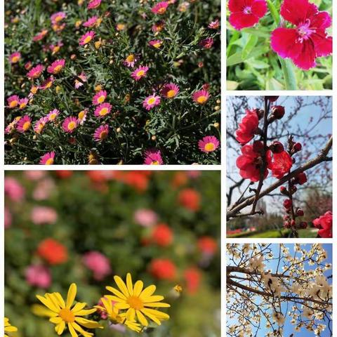 别样春天，“疫”样绽放                           ——3.28临沂兴华学校线上教学活动