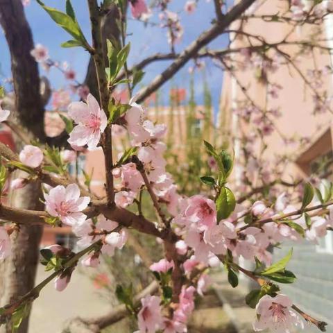 疫散花开日 开学复课时 ——团结小学开学复课第一天纪实