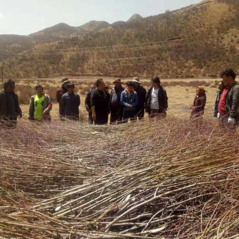 泽库县林业和草原局开展采种育苗及绿化苗木生长情况检查工作