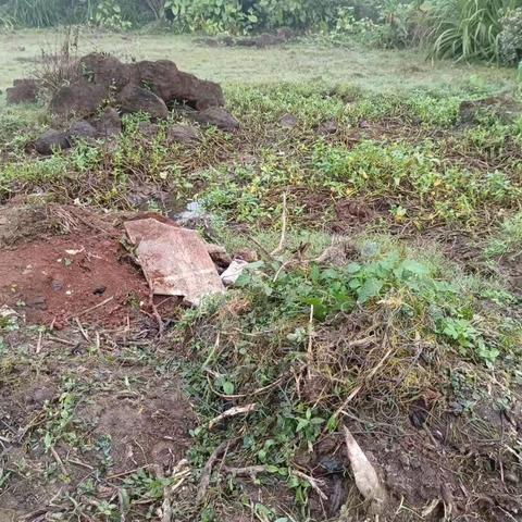 【质量考核--龙华农村四组1月5日】中