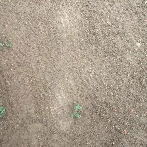 【质量考核--龙华农村四组2月3日】下