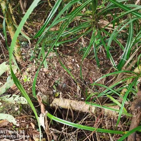 【质量考核--龙华农村四组1月31日】中