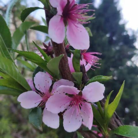 人间四月芳菲尽，闲游赏景意正浓