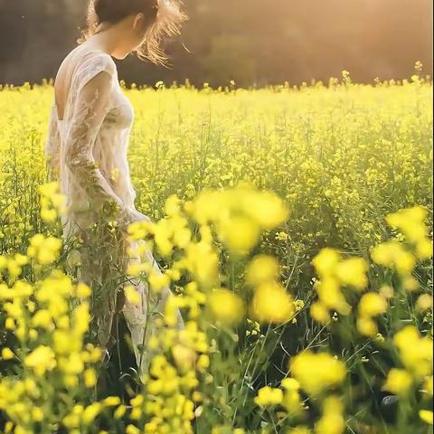 油  菜  花  儿  开