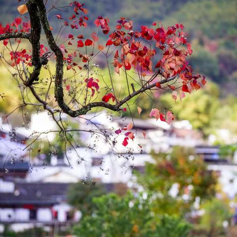 红叶舞   秋色浓