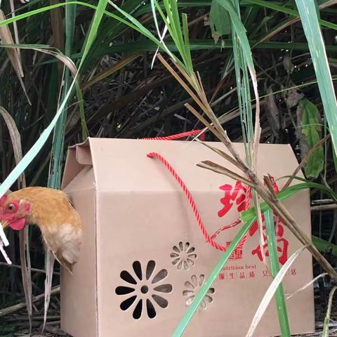 因地制宜养土🐔