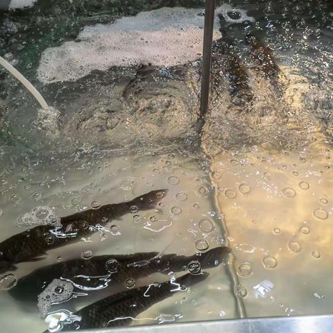 荆门店7月19日生鲜二次营运报告