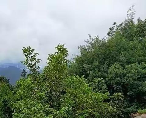 谷律花椒鸡