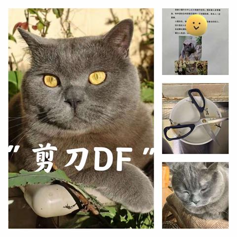 “剪刀DF”