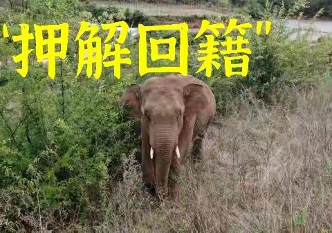 “押解回籍”