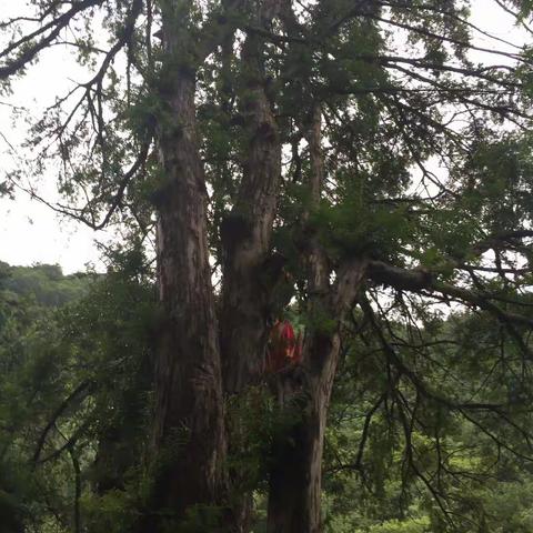 宁西林场原始森林探险之旅