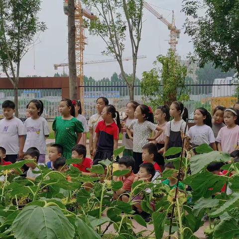 五育并举，让劳动教育“活”起来——英才小学向日葵采摘活动