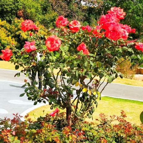 香蜜公园景与花