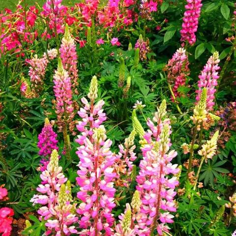 拍花识花赏花——咏花诗·下集