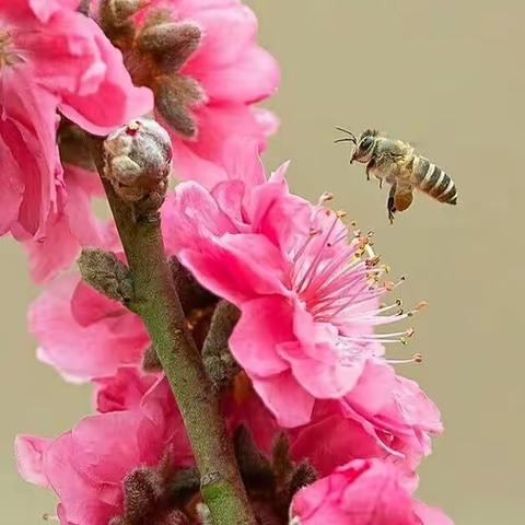采花蜂