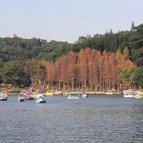 冬日周末莲花山公园之景