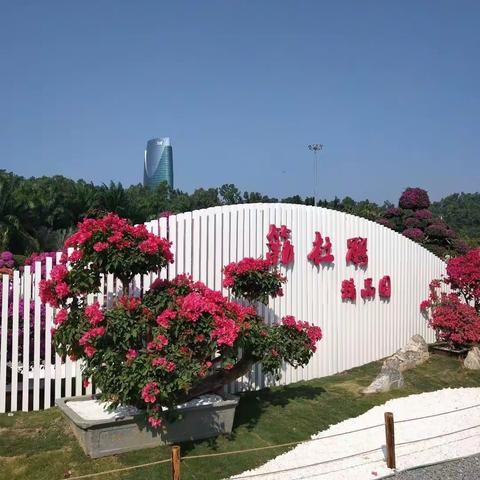 2019深圳簕杜鹃花展精品照