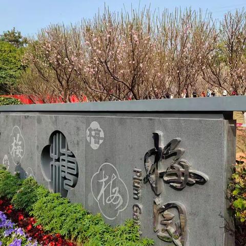 冬暖梅花早，       鹏城春意浓，       ——赏梅咏梅