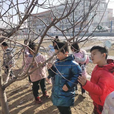 达拉特旗白柜幼儿园中一班小朋友走进大自然《探索冬天大树的奥秘》