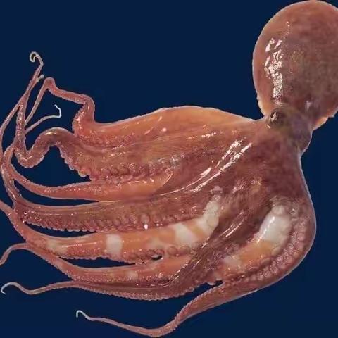 章鱼🐙