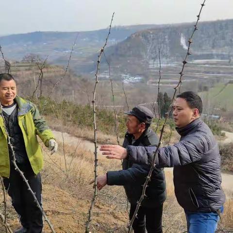 花椒春剪为丰产助力