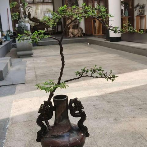 退休校长创建酒瓶盆景艺术馆