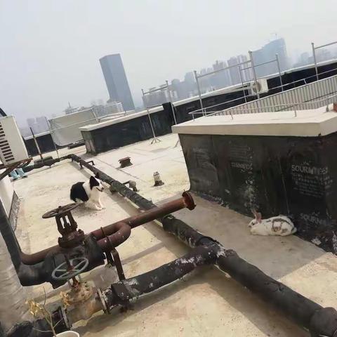 我家可爱的小兔子🐰🐰🐰