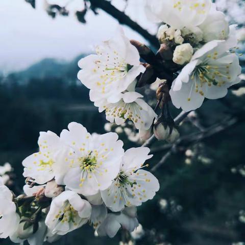 繁花嫩柳春已到，神墨课堂意更浓！