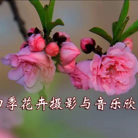 四季花卉摄影与音乐欣赏