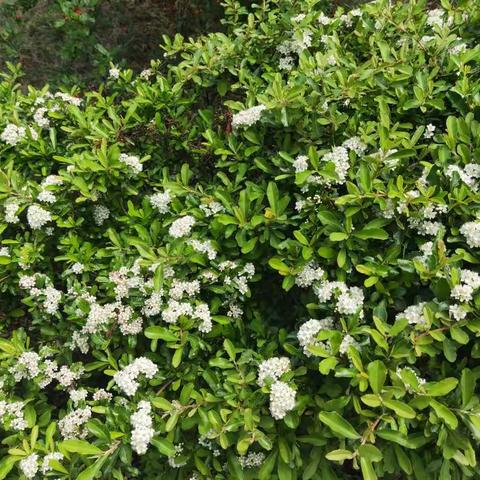 我与绿色一起成长