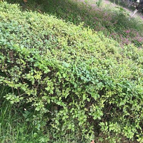 我与绿色一起成长