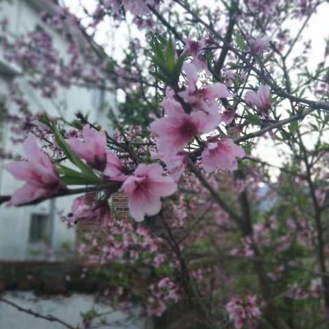 三人行必有我师——记罗坳镇五年级阅读教学中心教研