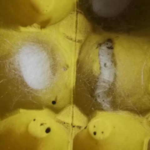 养蚕观察，刘安石、刘安琪