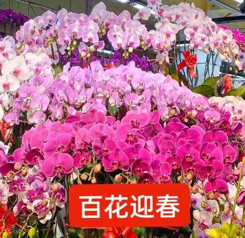 百花迎春~长春南关青怡坊