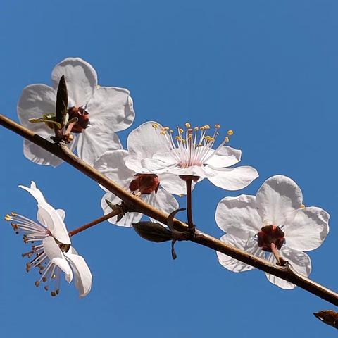 春暖花开~紫叶李