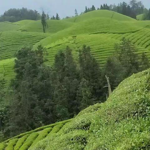 我和茶园有个约会