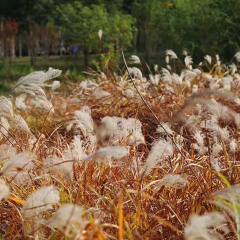 甘泉河